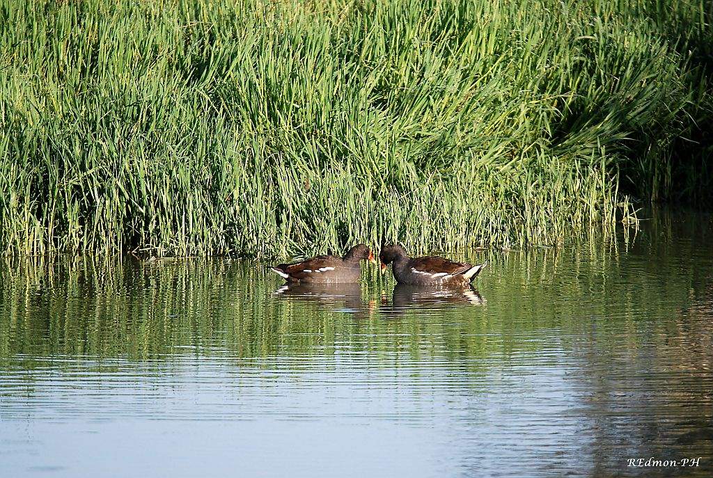 Gallinelle d''acqua, un incontro molto tenero!!!